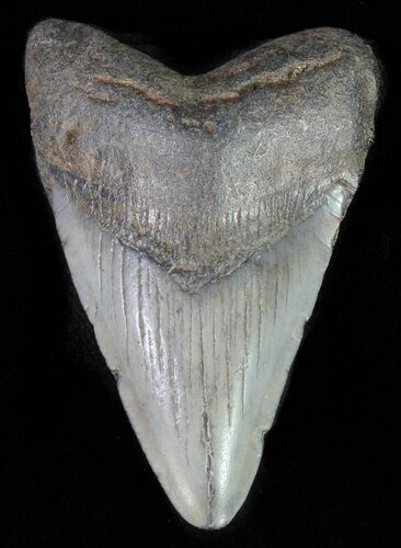 Juvenile Megalodon Tooth #62143